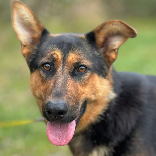 Psy ze schroniska do adopcji Coma