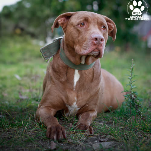 Psy ze schroniska do adopcji Lord