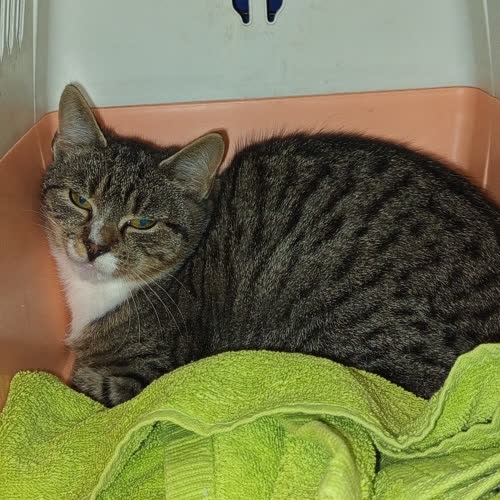 Koty ze schroniska do adopcji Malwinka