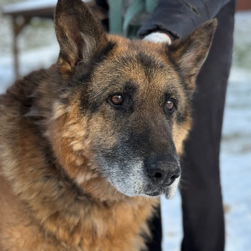 Psy ze schroniska do adopcji Mikoś