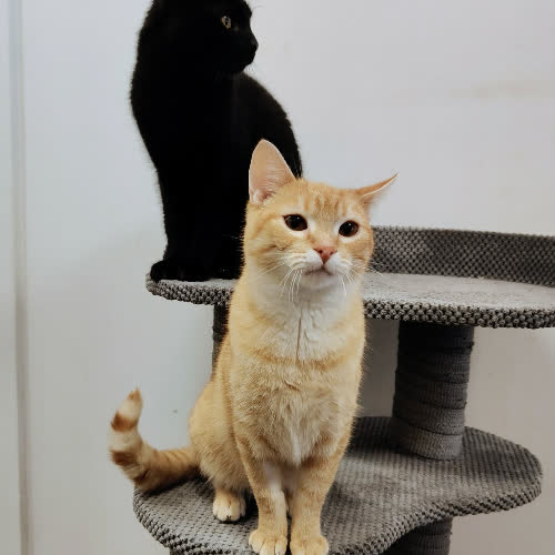 Koty ze schroniska do adopcji SOL