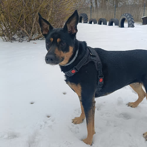 Psy ze schroniska do adopcji Mimi