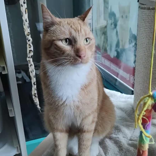 Koty ze schroniska do adopcji Sol