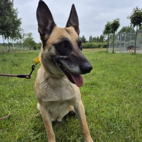 Psy ze schroniska do adopcji Vega
