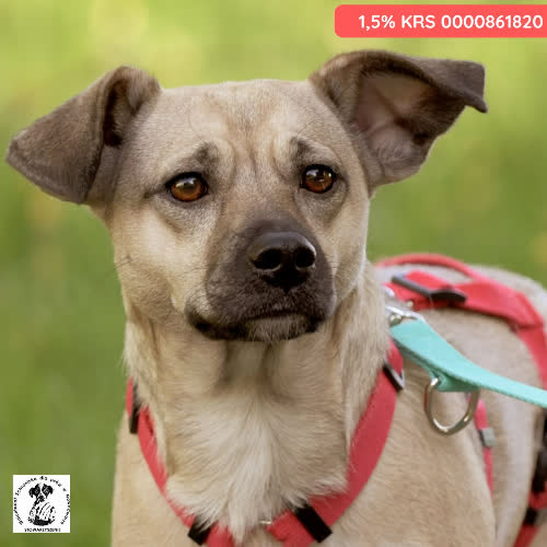 Psy ze schroniska do adopcji ARJENA