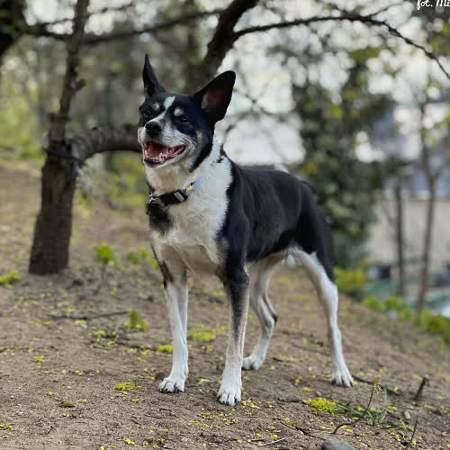 Lili