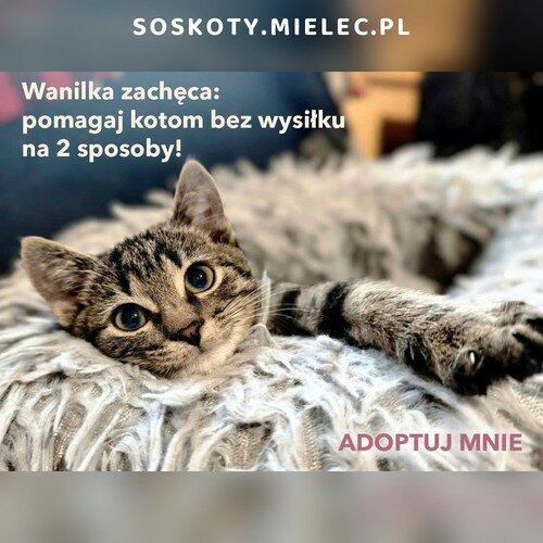 Wanilka