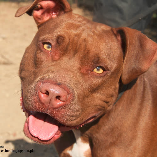 Psy ze schroniska do adopcji Luna