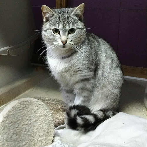 Koty ze schroniska do adopcji Kolumb