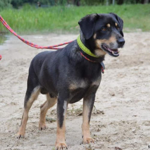 Psy ze schroniska do adopcji Tolek