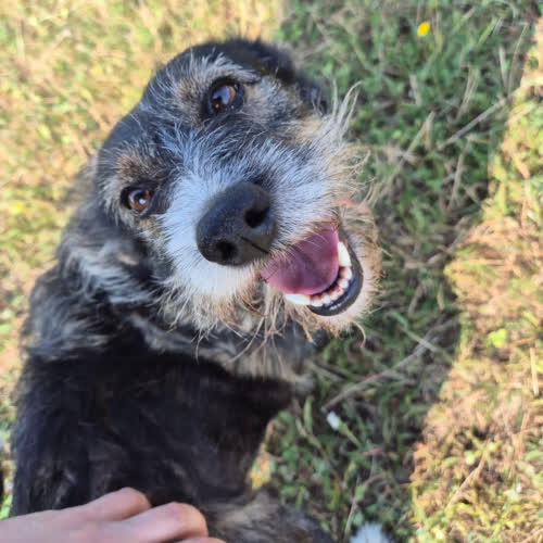 Psy ze schroniska do adopcji Berta