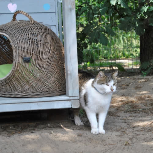 Koty ze schroniska do adopcji Kuba