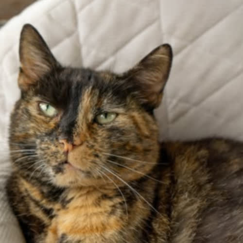 Koty ze schroniska do adopcji Merida