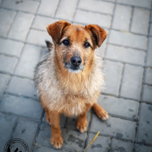 Psy ze schroniska do adopcji Terruś