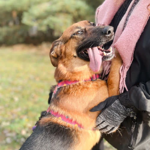 Psy ze schroniska do adopcji Skoczek