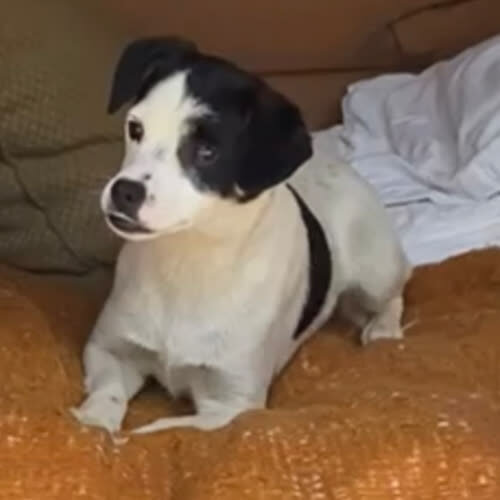 Psy ze schroniska do adopcji Kika