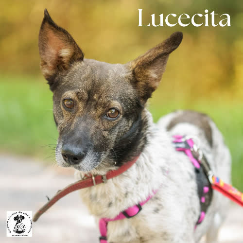 Lucecita