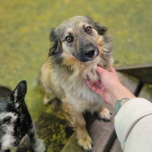 Psy ze schroniska do adopcji Żabka 