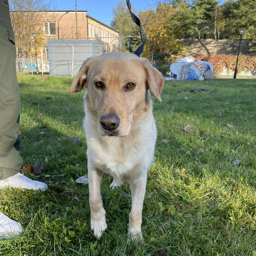 Psy ze schroniska do adopcji Azorek