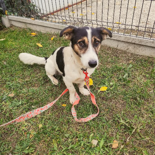 Psy ze schroniska do adopcji Denis