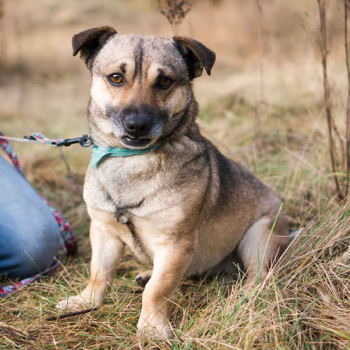 Psy ze schroniska do adopcji Imbirek