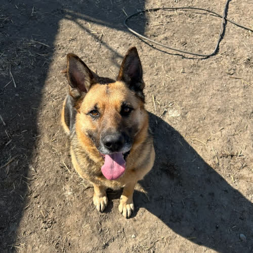 Psy ze schroniska do adopcji Sam