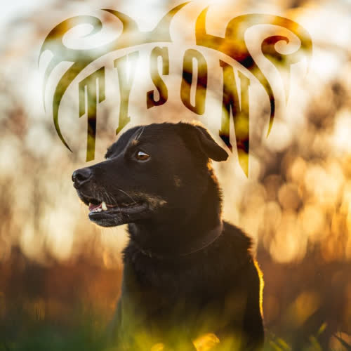 Psy ze schroniska do adopcji Tyson