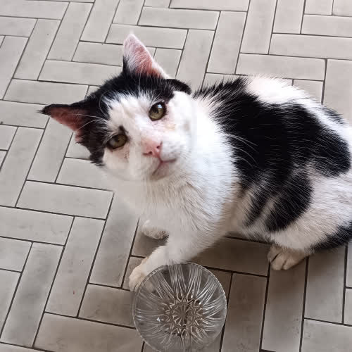 Koty ze schroniska do adopcji Marcinek