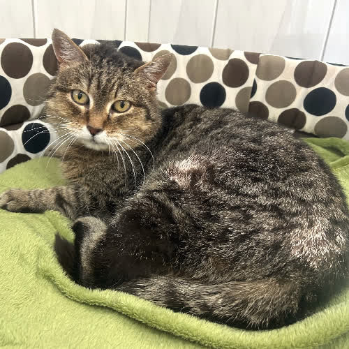 Koty ze schroniska do adopcji Zorro 