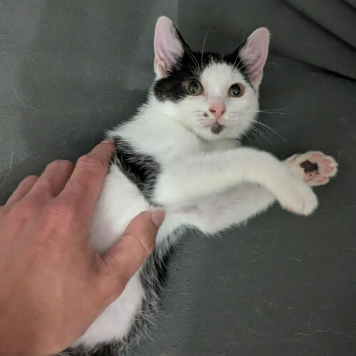 Koty ze schroniska do adopcji Kropka