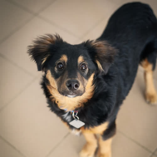 Psy ze schroniska do adopcji Bartuś 