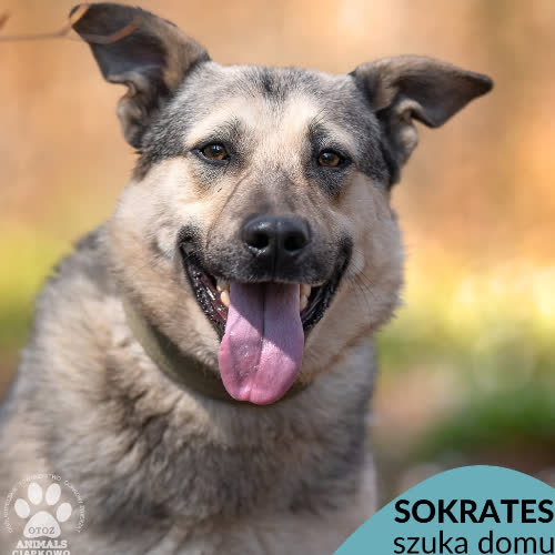 Sokrates