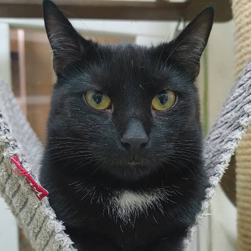 Rambo