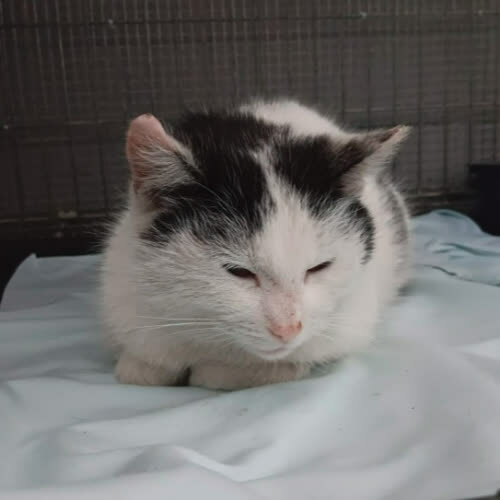 Koty ze schroniska do adopcji B34