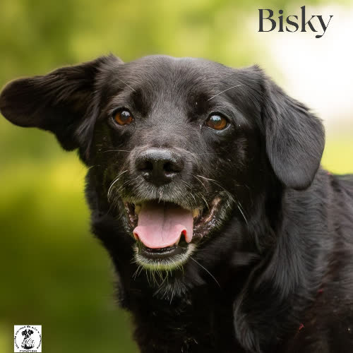 Mikrolabek BISKY 