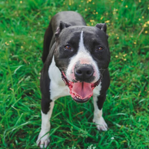 Psy ze schroniska do adopcji AJZA