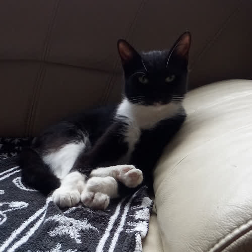 Koty ze schroniska do adopcji Karolinka