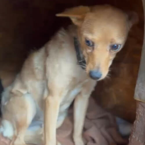 Psy ze schroniska do adopcji Gosia