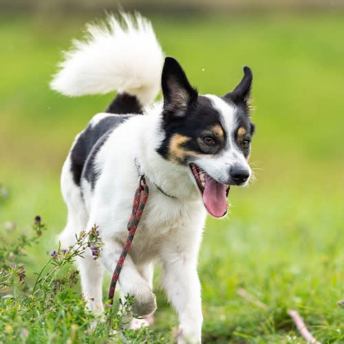 Psy ze schroniska do adopcji Dylan