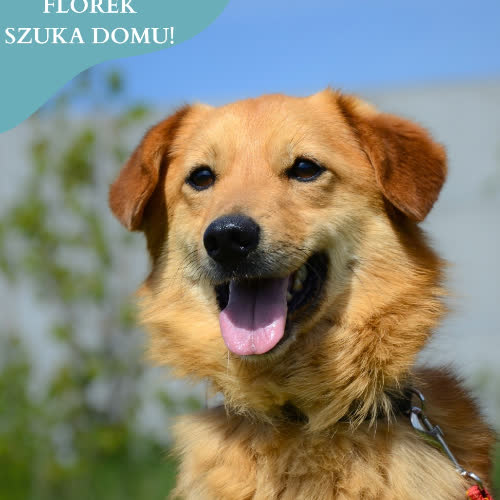 Psy ze schroniska do adopcji FLOREK