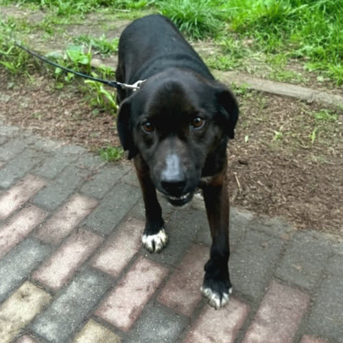 Psy ze schroniska do adopcji Kodi