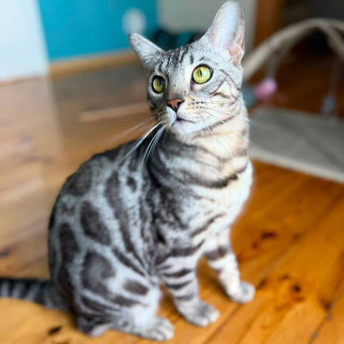 Kovu bengalski 
