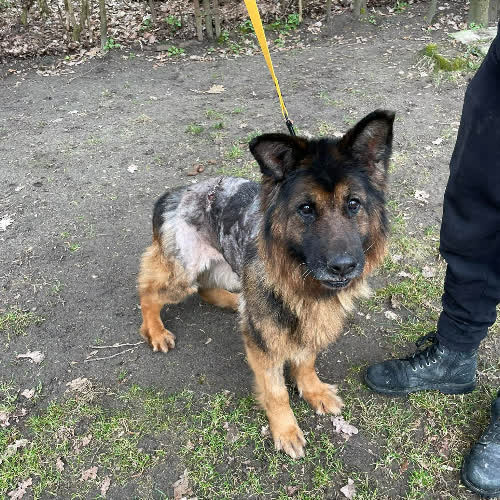 Psy ze schroniska do adopcji Colli