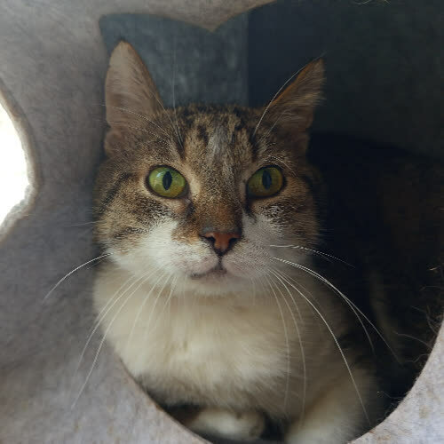 Koty ze schroniska do adopcji Scrapi 