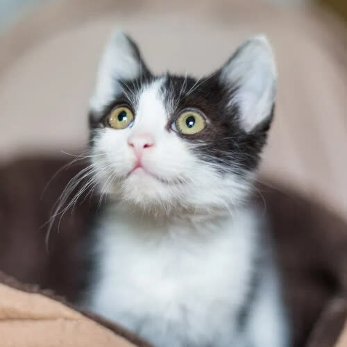 Koty ze schroniska do adopcji NEONEK