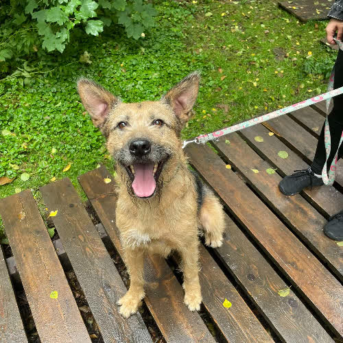 Psy ze schroniska do adopcji Czesiek