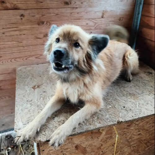 Psy ze schroniska do adopcji Bouli