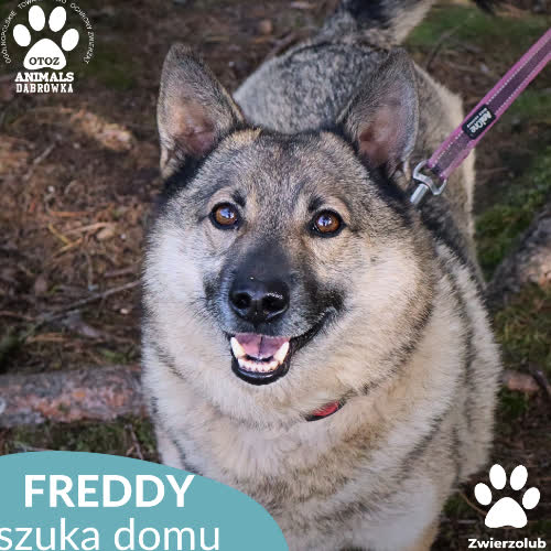 Psy ze schroniska do adopcji Freddy