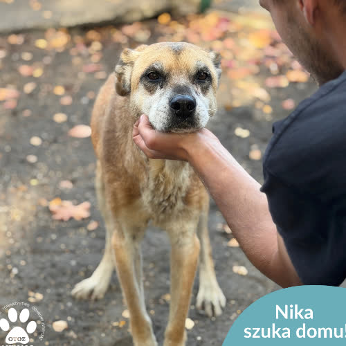 Psy ze schroniska do adopcji Nika