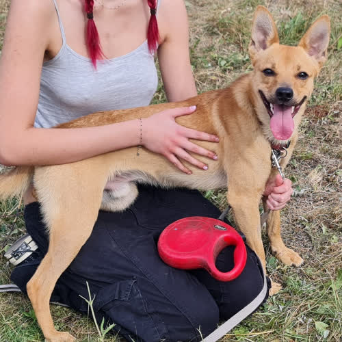 Psy ze schroniska do adopcji Albercik